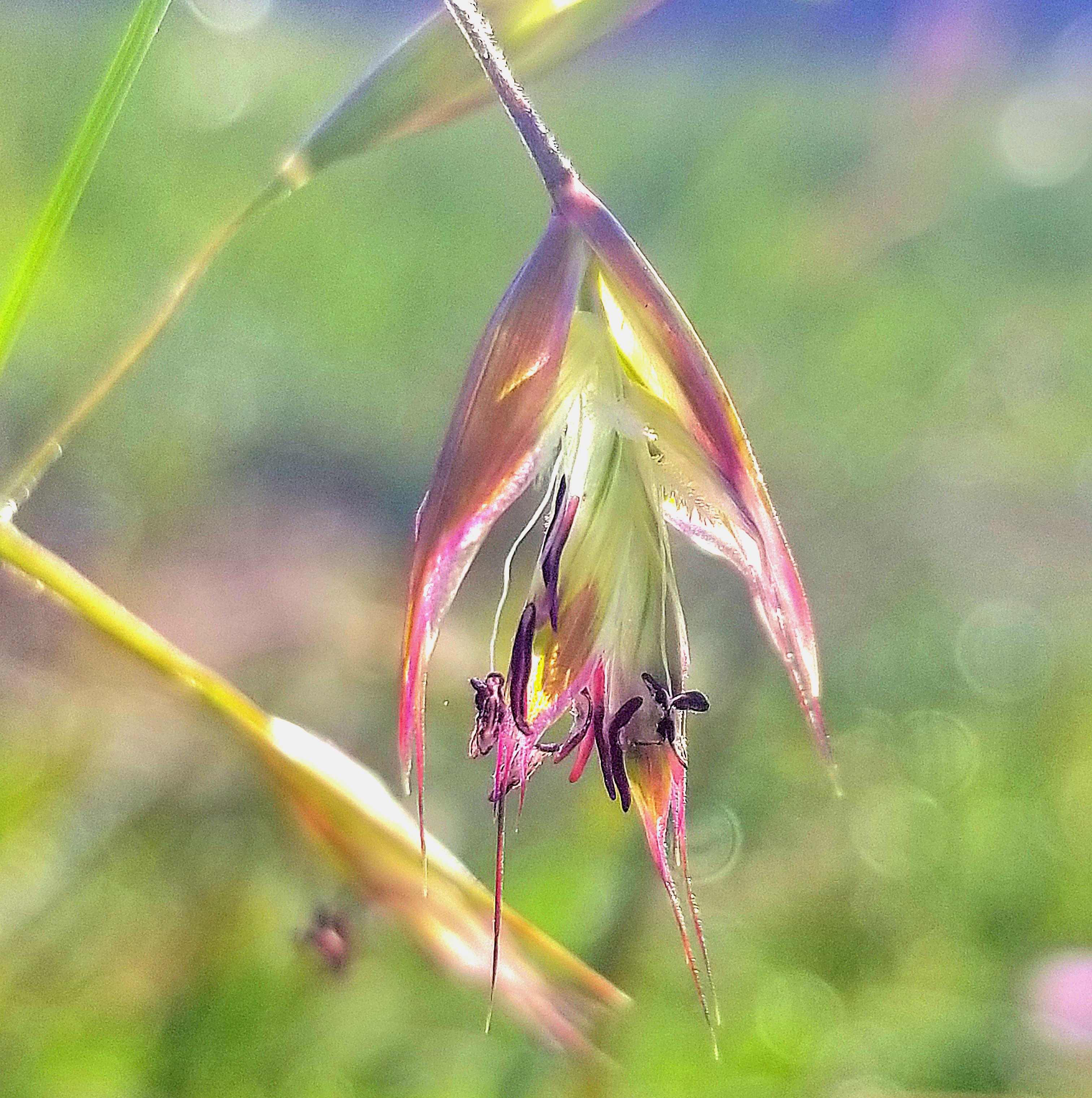 Danthonia californica (California oatgrass)
