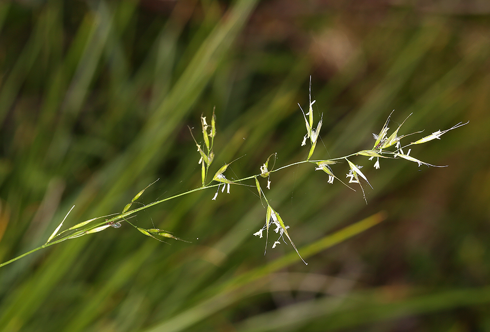 Danthonia Californica seedling