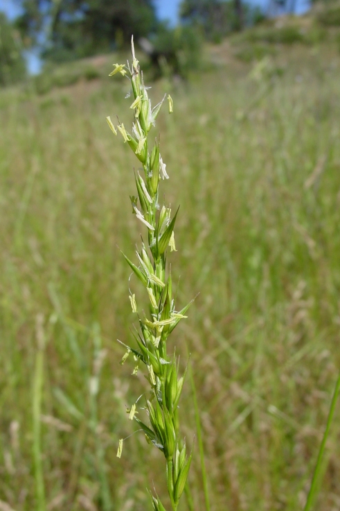 Leymus triticoides shoots