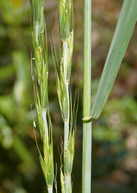 Elymus glaucus seedling