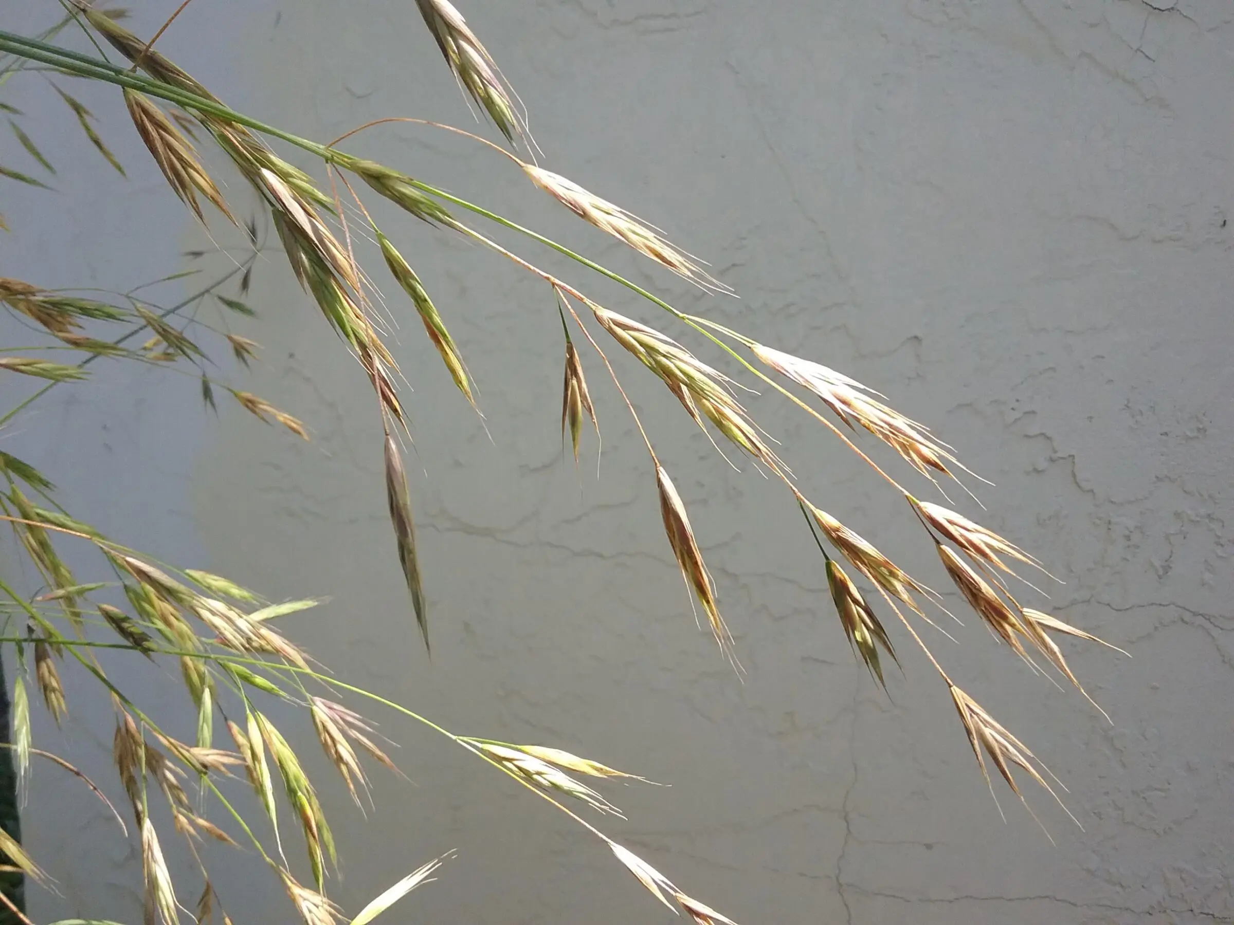 Bromus carinatus seedlings