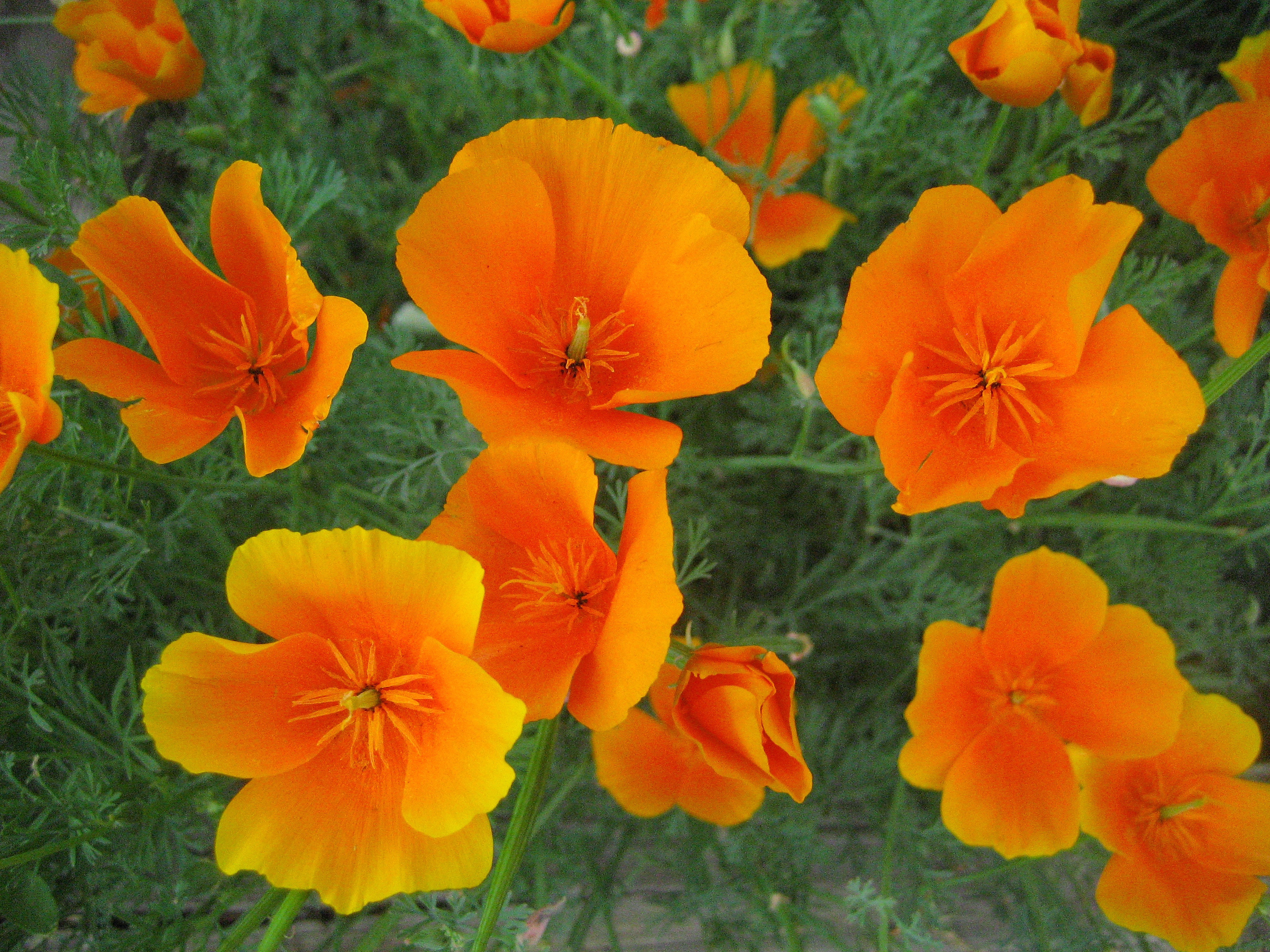 California poppy flower