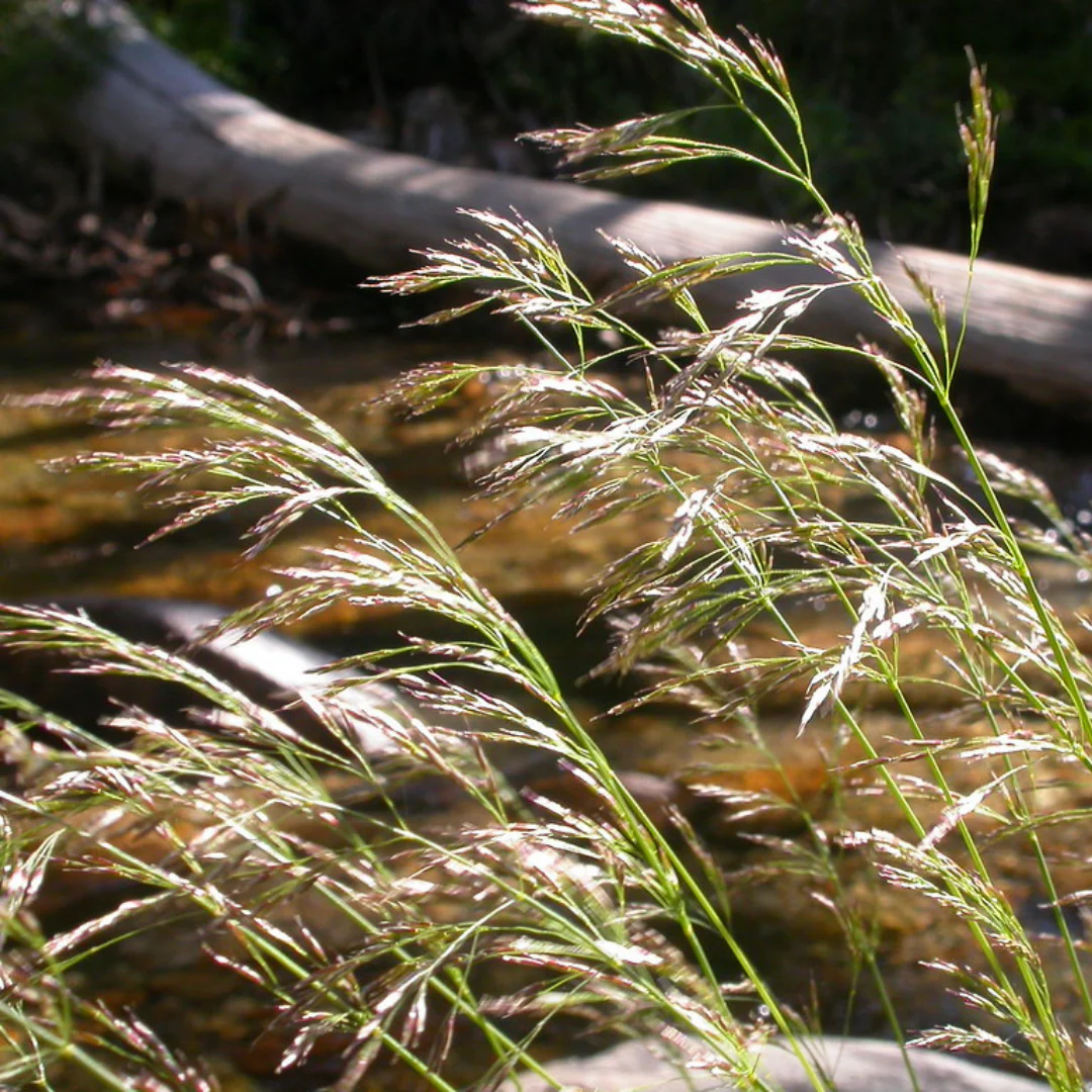 Deschampsia cespitosa seedlings